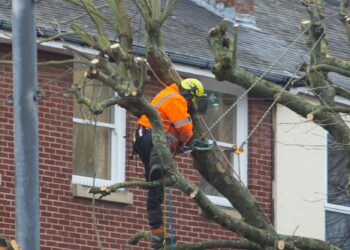 loon boomverzorger België