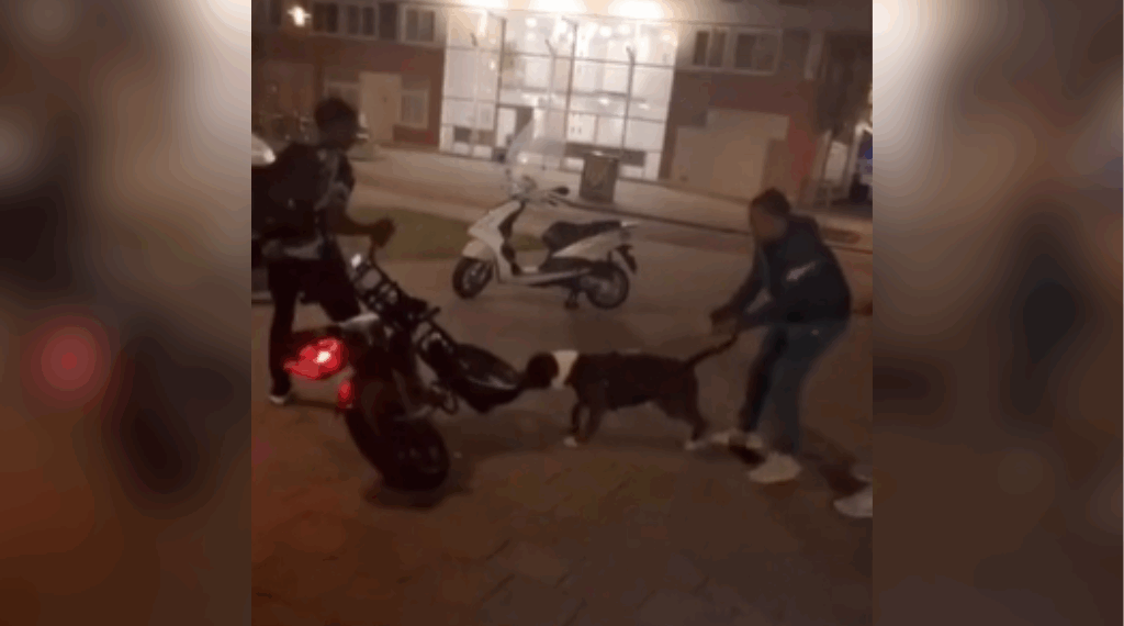 pitbull bij fatbike-rijder