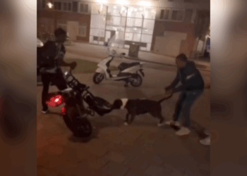 pitbull bij fatbike-rijder